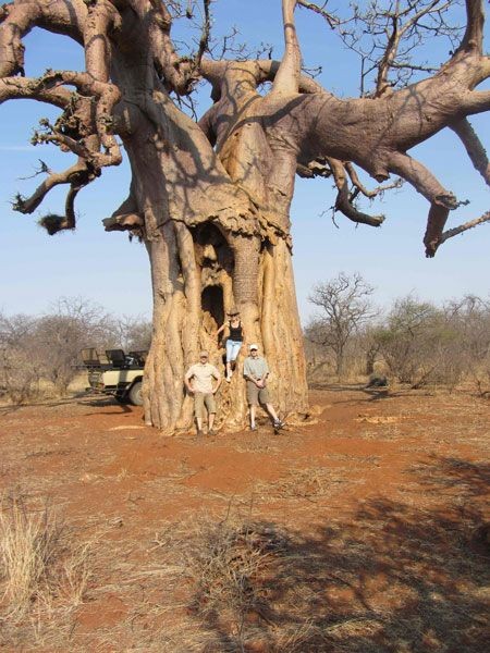 Baobab tree on an empty plain in southern Tanzania