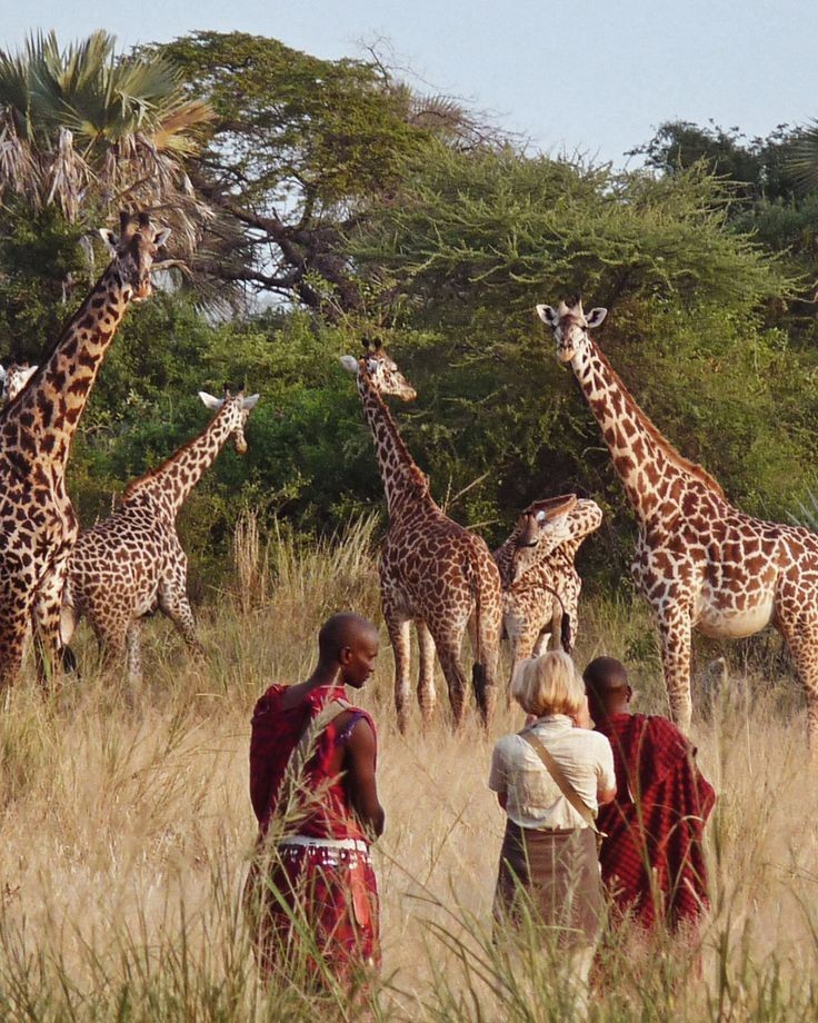Giraffe among doum palms near the Rufiji river