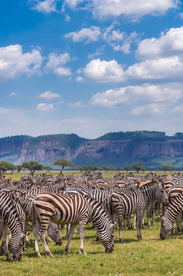 Zebra herd on the Mkata floodplain